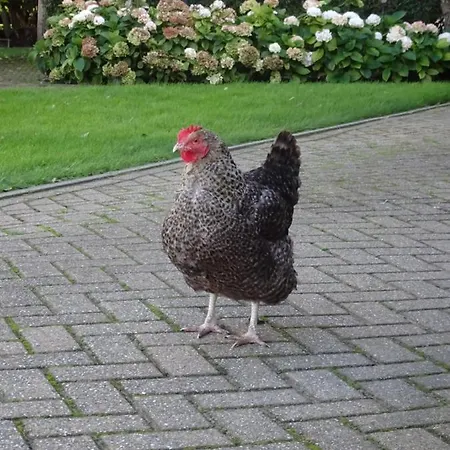 Dom wakacyjny Molenzicht Sint Maarten